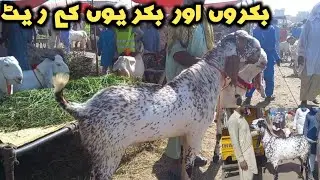 kunjah mandi gujrat || goats new rate || qurbani 2024 ke khubsorat bakrey || bakron ke new rate