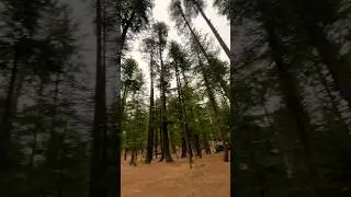 Usho forest🌲💚🌲 |Kalam| #nature #youtubeshorts #viral #shorts #deepforest #travel #swat #kalam