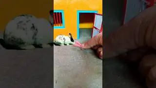 mini cow and rabbit rural project