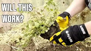 What can you plant around a lemon tree? Let's try herbs & strawberries!