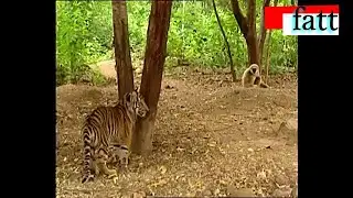 tigre vs monkey/annoying two young tigers/هيمنة قرد على نمرين