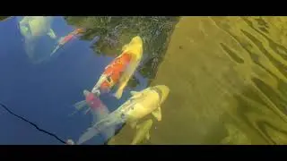 How to  clean the bottom drain in a koi pond