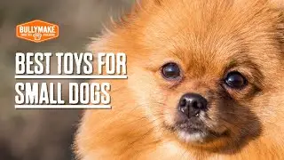 Best Toys for Small Dogs Who Love to Chew | Ultimate Guide for Puppy & Power Chewers!