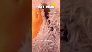 🍭 Kitty Delights: Sweet Moments That Melt Your Heart!