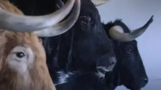Arte Celay, taxidermia de autor