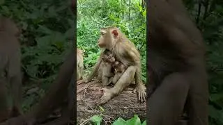 So Nice Clip!! Mom LUNA Hug Care Small Baby In AMBER Troop & Her Little LUNO #shorts