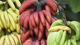 Exotic Bananas In Dallas, Texas #exotic #fruit #dallas #texas #bananas