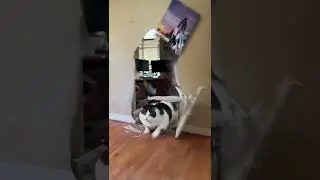 Cat breaks into house