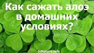 Как сажать алоэ в домашних условиях?