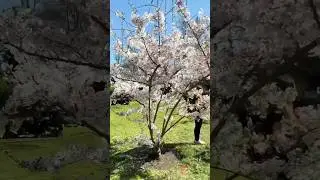 Regent  park cherry blossom🌸 nature vibes