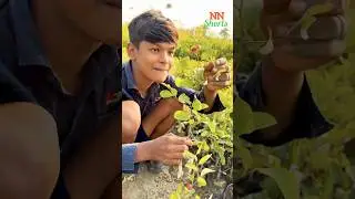 Miss India Apple Ber Plant #farming #appleberplant #agriculture #gadar2 #shorts #trending