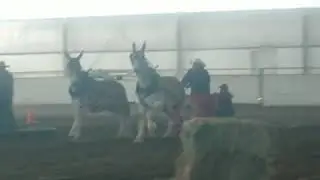 Mule team feed team race with skid