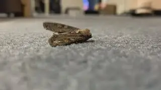 MOTH MIGRATION: Miller Moths descend upon Albuquerque