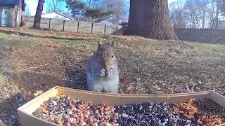 Eastern Gray Squirrel 