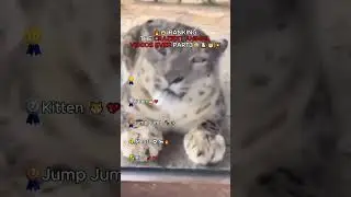 🔥😱 RANKINTHE CRAZIEST ANIMAL VIDEOS EVER PART3  #funny #cute #pets #memes