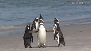 Magellanic penguins displaying on a beach, Gypsy Cove, Stanley, Falkland Islands.