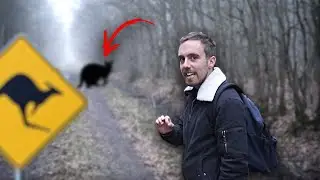 DES KANGOUROUS EN FORÊT DE RAMBOUILLET ?