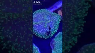 Green Toadstool Coral Hosting Clownfish