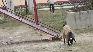 Indian goat funny video..#funny #goat ##story ##shorts #ytshorts #animals #anoopkumar 