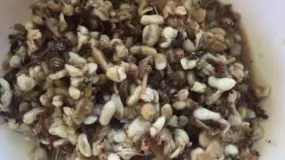 Fry red ant