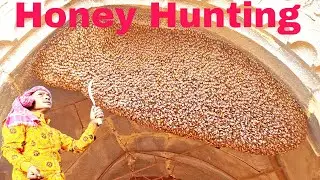 Giant Honey Bee Found -honey Harvesting To Bee Tawin