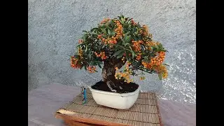 nuevos bons&aacute;is y prebons&aacute;i a la venta en nuestra pagina web online