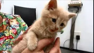 Puff buff kitten