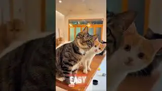 Easy Vs Dangerous #viral #cat #billionaire #cute #enjoy #kitten #foryou #kitty #cats #pets