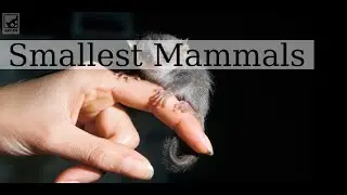 7 Smallest Mammals in the World