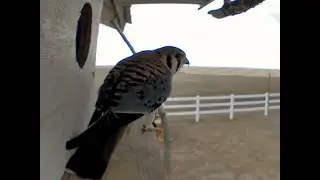 Male American Kestrel Claims Nest Boxes for 2023