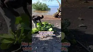 🎩✨ Découvrez le mystère de la disparition dans le sable ! 🏖️
