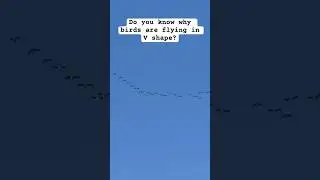 This is called Flock echelons #trending #trendingshorts #youtubeshorts #birds #birdslover #viral