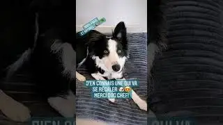 Unboxing Dog Chef