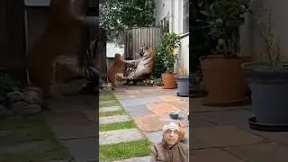 Lion Didn&rsquo;t Expect This Attack!
