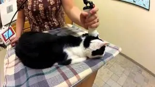 Therapy laser benefit for Moose the cat