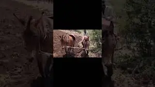Sembrando la tierra con tronco de mulas rancho Zacatecas