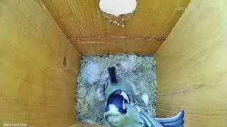 See inside a great tit nest