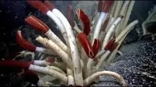 The Giant Tube Worm: Foot of the Evolutionary Ladder