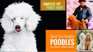 Toy Poodle - Top 10 Facts and Learn About Dog Breeding