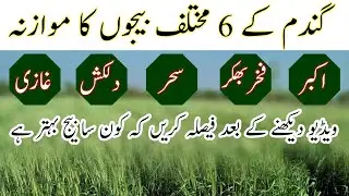 Best wheat seed variety|Whet seeds|Comparison of 6 wheat seed|گندم کے مختلف بیجوں کا پیداواری موازنہ