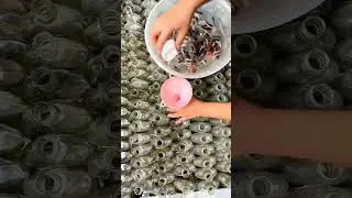 Betta Fish Farming Secrets REVEALED: Individual Housing for Young Fighters#betta#fish #importedbetta