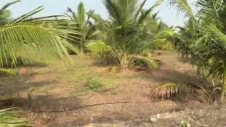 Empty நிலம் வாங்கும் விலையில் | அழகான தென்னந்தோப்பு 8.50ஏக்கர் | கிணறு + போர்வெல் + 3 ஈபி சர்வீஸ்.