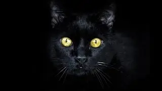 The Reason Witches Have Black Cats