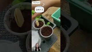 Growing chayote from seeds #farm #growing #chayote