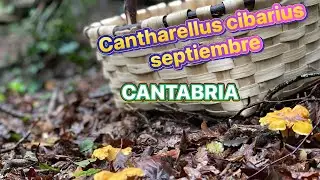 Cantharellus cibarius septiembre 2023 CANTABRIA