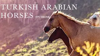 TURKISH ARABIAN HORSES - FPV DRONE