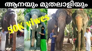 കേരളത്തിലെ ആനയും മുതലാളിമാരും | kerala elephants owners name