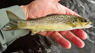 Small wild brown trout.