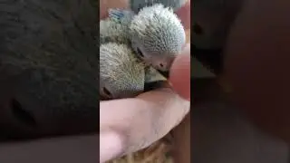 15days African Love Birds chicks.. Trying for hand tamed