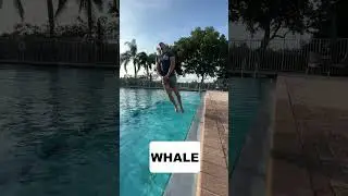 HOW ANIMALS JUMP INTO WATER